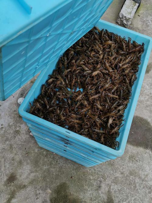 提供福建小龙虾苗淡水小龙虾养殖提供技术支持包成活率送货上门